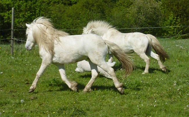 Whitey und Mangush